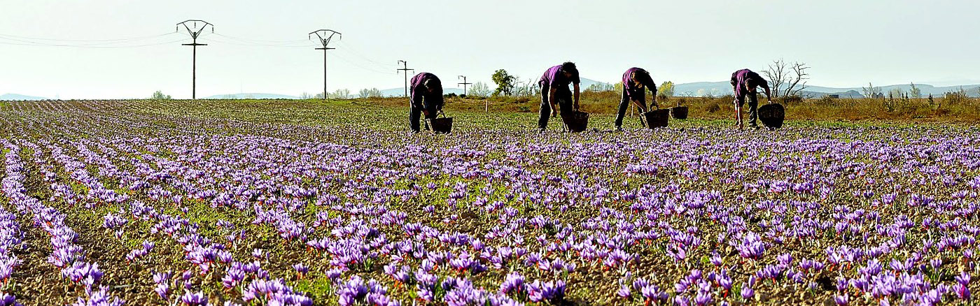 Champ de l'entreprise&nbsp;: Jiloca Saffron